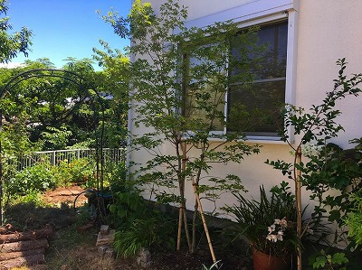 シンボルツリー